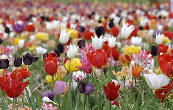 Paint, spring, petals, meadow, tulips