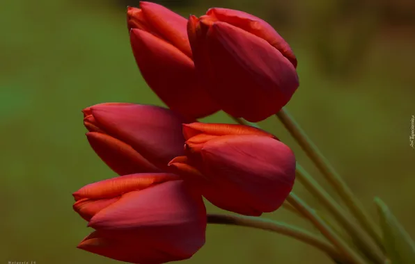 Flower, tulips, blooming