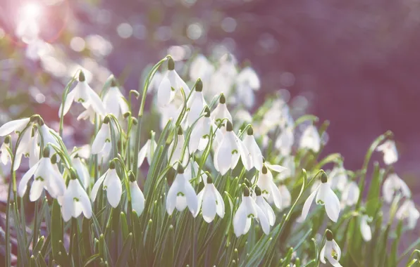 Picture macro, flowers, spring, snowdrops
