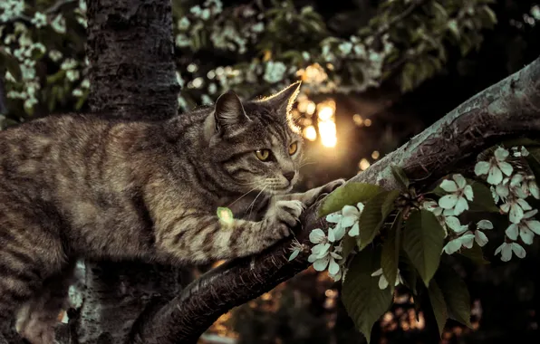 Picture cat, tree, legs, Koshak, Tomcat
