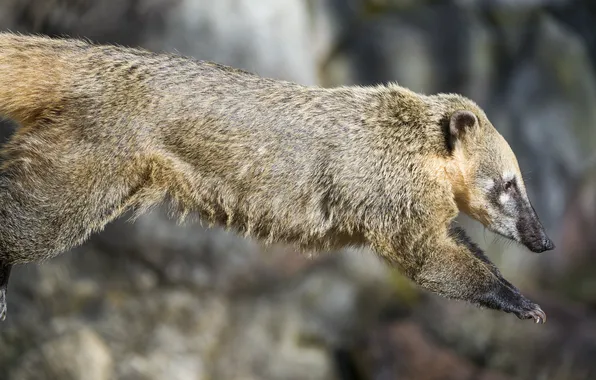 Picture jump, profile, ©Tambako The Jaguar, coati, the coati