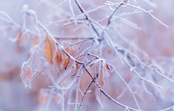 Winter, snow, nature