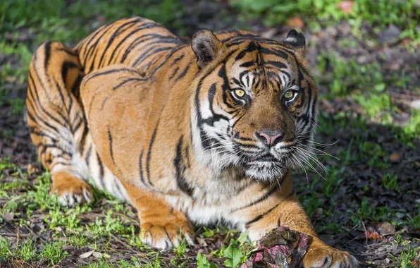 Cat, tiger, ©Tambako The Jaguar, Sumatran