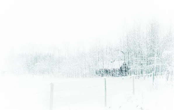 Winter, snow, nature