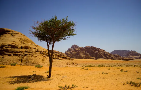 Sand, tree, rocks, desert