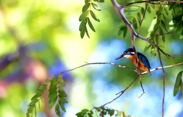 Summer, trees, branches, bird, Kingfisher