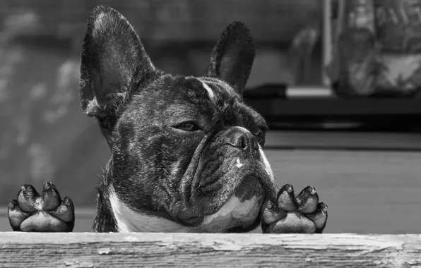Face, dog, paws, black and white, monochrome, French bulldog