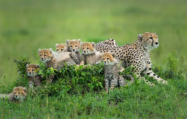 Grass, glade, kittens, Cheetah, kids, mom, cubs, cheetahs