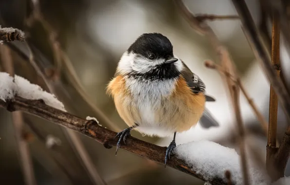 Picture great, branch, snowy, perched, tit