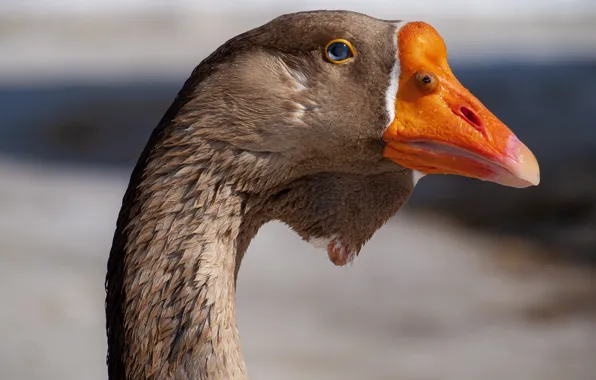 Head, beak, Goose