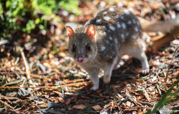 Picture quoll, nature, speckled marsupial marten