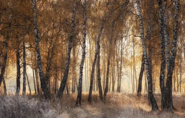 Autumn, forest, grass, light, trees, fog, morning, birch