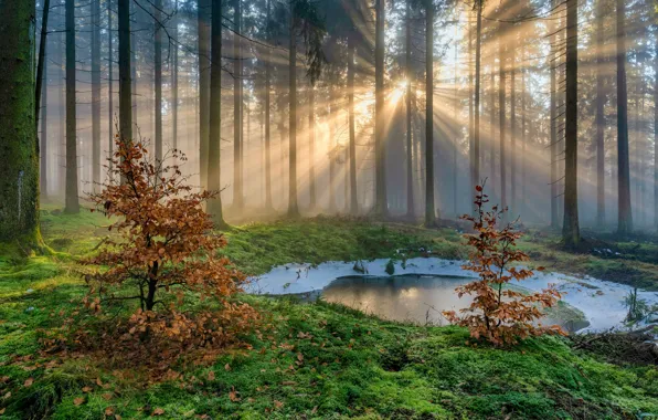 Forest, trees, vegetation, moss, pond, the sun's rays