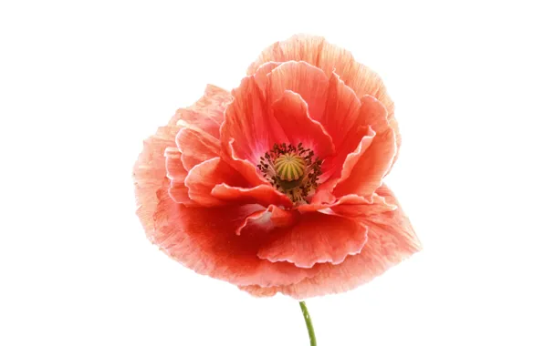 Picture macro, Mac, petals