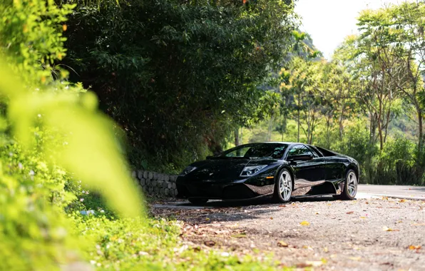 Black, Murcielago, Trees