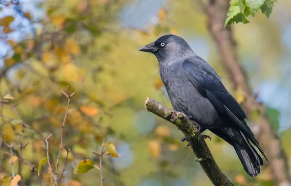Branches, nature, bird, jackdaw