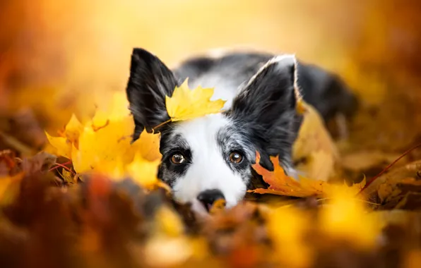 Autumn, look, yellow, nature, Park, background, leaf, black and white