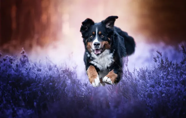 Language, grass, look, nature, pose, jump, glade, dog