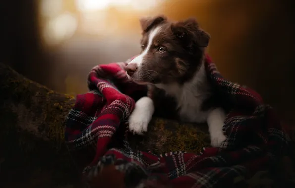 Autumn, dog, scarf