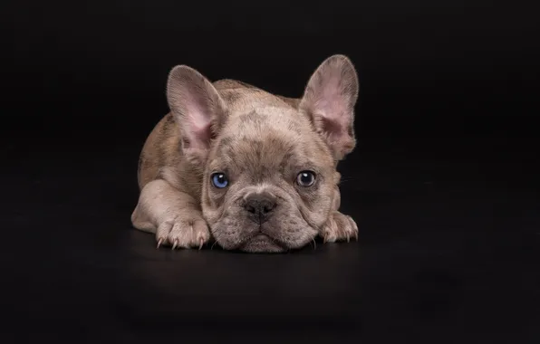 Look, pose, legs, dog, puppy, lies, black background, face
