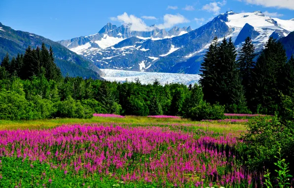 Picture greens, grass, trees, flowers, mountains, rocks, valley, glacier