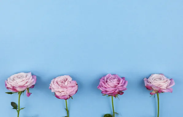 Flowers, roses, pink, pink, flowers, beautiful, blue background, roses