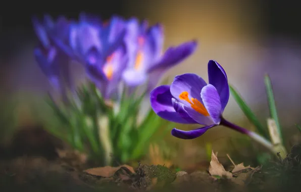 Light, flowers, spring, garden, purple, crocuses, flowerbed, blur