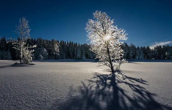 Picture winter, light, snow, tree, morning