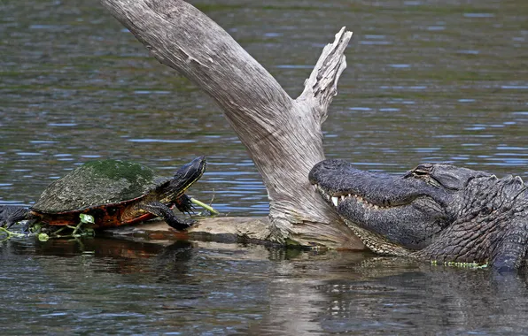 Water, meeting, turtle, crocodile, log
