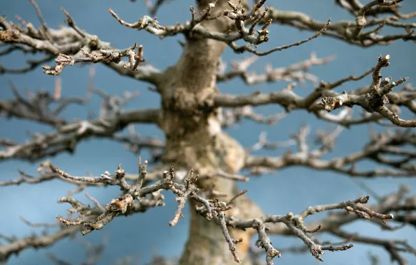 Macro, trees, nature