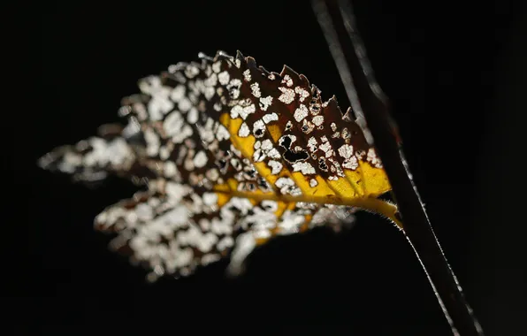 Drops, macro, sprig, background, leaf