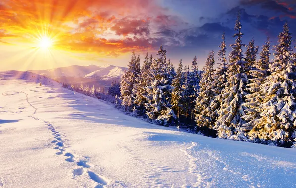 Winter, the sun, snow, trees, traces, nature, tree, landscapes