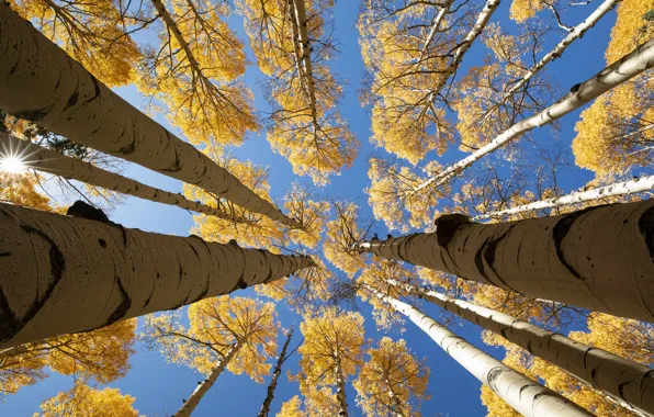 Autumn, the sky, birch