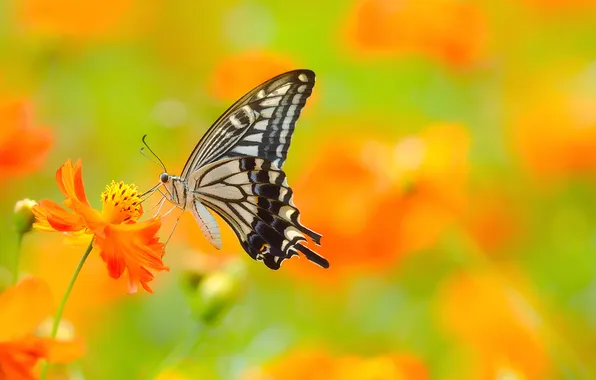 Butterfly, insect, field of flowers