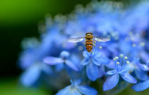 Macro, flowers, nature, petals, blur, blue, insect, Hydrangea