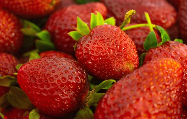 Summer, berries, food, harvest, strawberry, red, a lot, composition