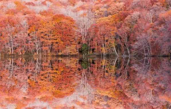 Autumn, trees, reflection, foliage, photographer, Kenji Yamamura, Lake Tsuta