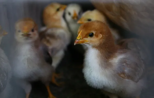 Look, chicken, beak, chicken