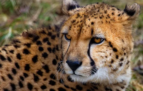 Picture look, Cheetah, beast
