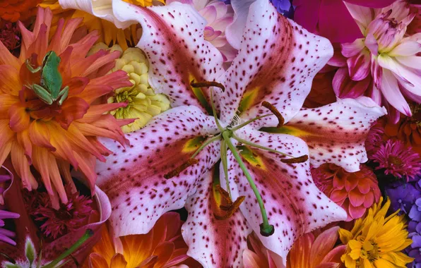 Picture frog, Lily, dahlias