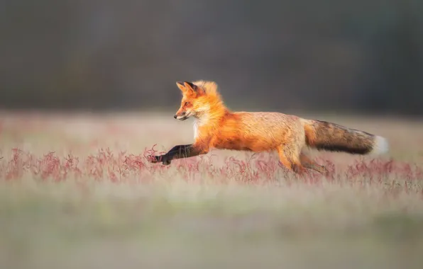 Field, grass, jump, running, Fox