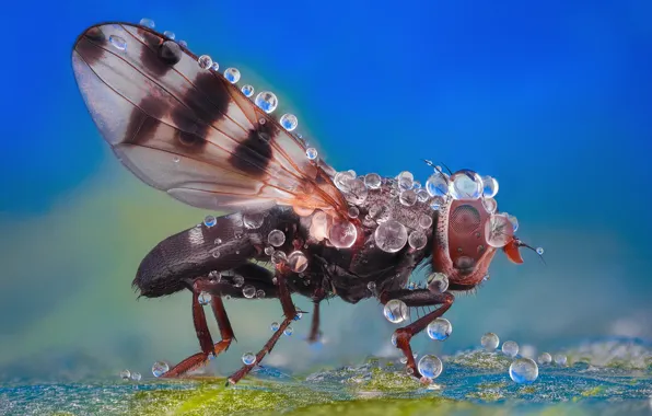 Water, drops, macro, fly, insect, wings, blue background, bokeh