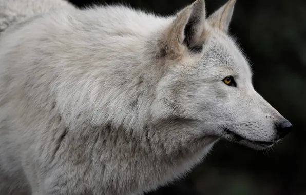 Nature, snow, predator, face, animal, wolf, wildlife, portrait