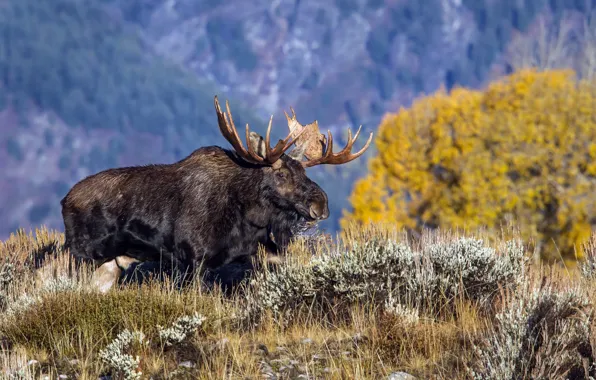 Wyoming, Grand Teton National Park, North American Moose