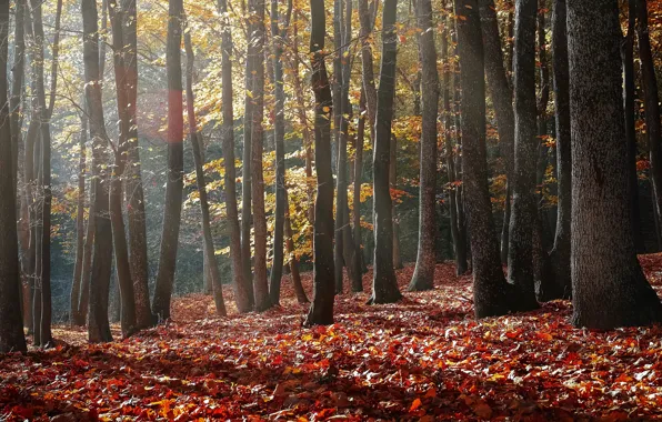 Autumn, forest, leaves, light, trees, branches, nature, fog