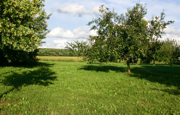 Picture Nature, Field, Grass, Trees, Nature, Grass, Field, Trees