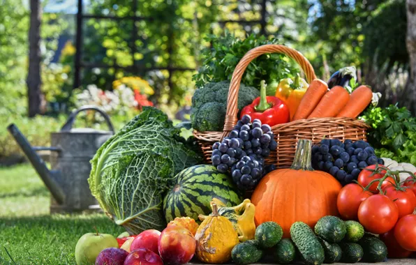 Greens, grass, the sun, basket, apples, watermelon, garden, grapes
