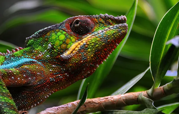 Picture macro, chameleon, leather, color