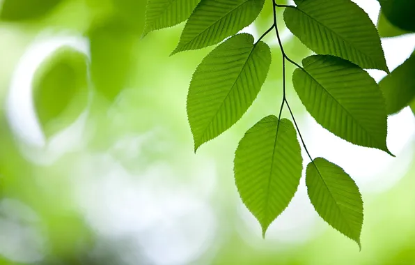 Foliage, branch, green background, elm