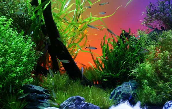 Fish, fish, aquarium, plants